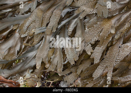 Wrack dentata, seghettato wrack, vide Wrack, Sägetang, Säge-Tang, Fucus serratus, Fucus dentelé Foto Stock