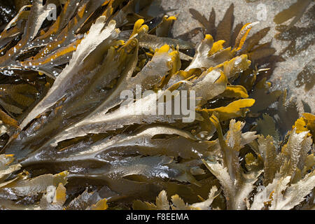 Wrack dentata, seghettato wrack, vide Wrack, Sägetang, Säge-Tang, Fucus serratus, Fucus dentelé Foto Stock