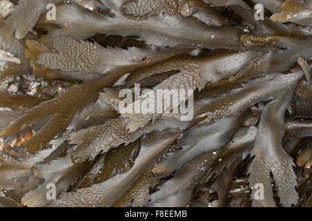 Wrack dentata, seghettato wrack, vide Wrack, Sägetang, Säge-Tang, Fucus serratus, Fucus dentelé Foto Stock