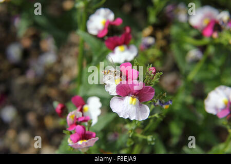 Femmina hoverfly marmellata (Episyrphus balteatus) su nemesia fiore (var. Il lampone e la crema di latte) Foto Stock