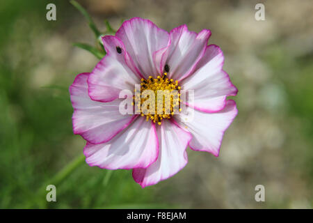 Due coleotteri di polline su un cosmo (Cosmos bipinnatus) fiore Foto Stock