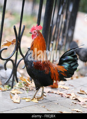 Bella colorato rooster fotografato vicino fino Foto Stock