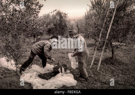 Raccolta olive, Umbria 1991 Foto Stock