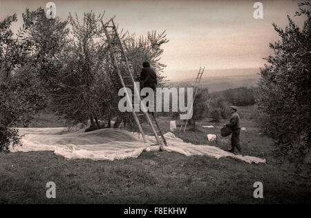 Raccolta olive, Umbria 1991 Foto Stock