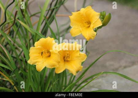 Femmina hoverfly marmellata (Episyrphus balteatus) su daylily (Hemerocallis 'Stella de Oro') fiore Foto Stock