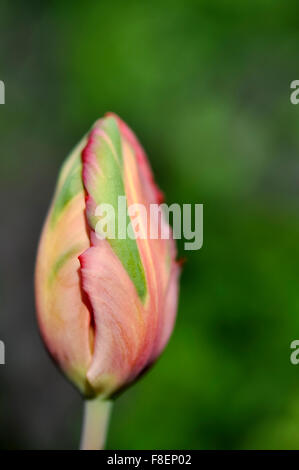 Bud liscia di un pappagallo tulip con soft sfondo verde nella primavera del sole. Foto Stock
