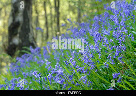 Splendida massa di bluebells in un bosco inglese in primavera. Basso angolo di visione con un morbido sfondo verde. Foto Stock