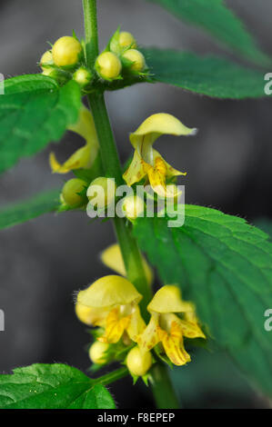 Arcangelo giallo (Lamium galeobdolon) una molla di fiori selvaggi con vortici di fiori gialli. Foto Stock