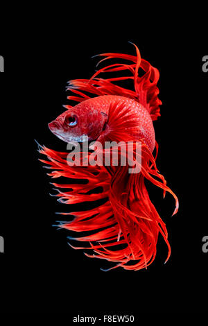 Betta pesce, siamese fighting fish, Betta splendens isolati su sfondo nero Foto Stock