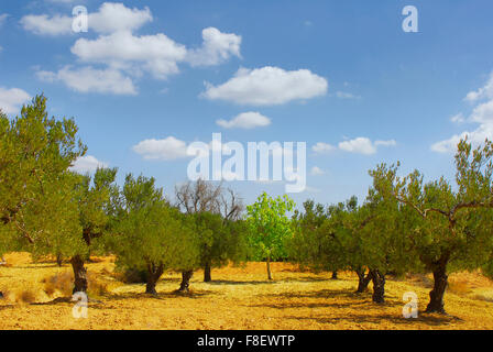 Olive colture in Tunisia, gruppo di alberi di ulivi Foto Stock