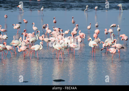 Gregge di maggiore fenicotteri (Phoenicopterus ruber) in Walvis Bay, Namibia Foto Stock