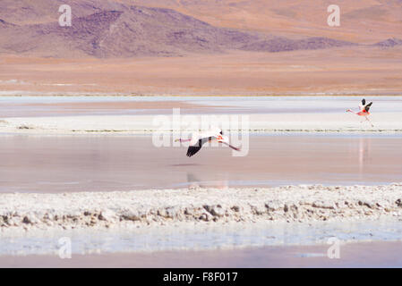 Fenicottero rosa sorvolano 'Laguna Hedionda' (eng. Hedionda lago), tra i più panoramici della destinazione di viaggio nei Paesi Andini Highlan Foto Stock