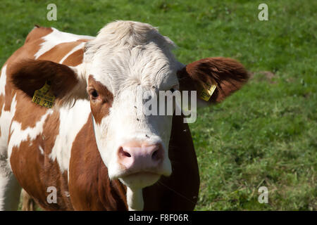 Bull close-up, sud della Germania. Foto Stock