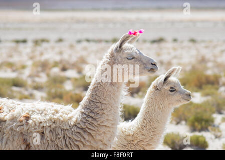 Paio di llama sull'altopiano andino in Bolivia. Adulto con bambino animale. Lato Vista del teleobiettivo. Foto Stock