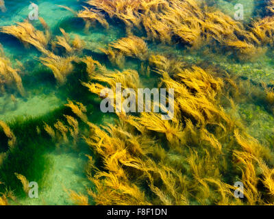 Giallo alghe di vorticazione fotografata da sopra a Bembridge sull'Isola di Wight in Inghilterra REGNO UNITO Foto Stock