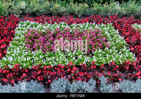 Forma di fiori nel giardino della città di Razgrad, Bulgaria Foto Stock