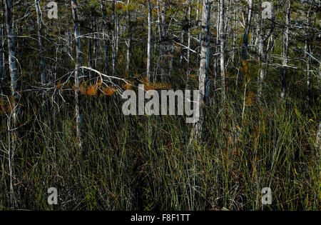 Cipresso calvo, Everglades N.P. Florida, Stati Uniti d'America Foto Stock