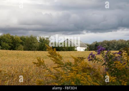 White Barn in golden campo di soia sui giorni di autunno Foto Stock