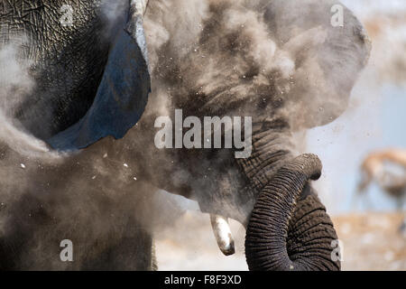 Elephant avente un bagno di polvere al Okaukuejo Waterhole, il Parco Nazionale di Etosha, Namibia Foto Stock