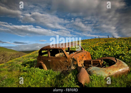 WASHINGTON - la vecchia auto abbandonate in un campo di balsamroot in dalles Mountain Ranch area del Columbia Hills State Park. Foto Stock