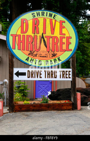 Il Drive Thru santuario albero auto park overhead accedi Myers Flat California Foto Stock