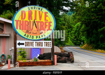 Il Drive Thru santuario albero auto park overhead accedi Myers Flat California Foto Stock