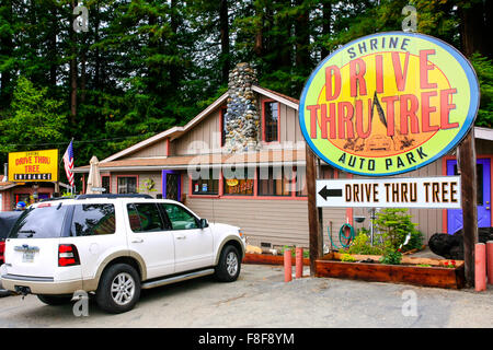 Il Drive Thru santuario albero auto park overhead accedi Myers Flat California Foto Stock