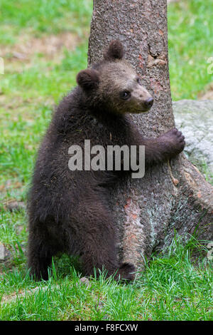 L'orso bruno (Ursus arctos) cub in piedi alla base della struttura ad albero e guardare indietro Foto Stock