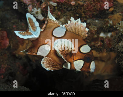 I capretti harlequin sweetlips, Plectorhinchus chaetodonoides, rotante sulla barriera corallina, Tulamben, Bali, Indonesia. Foto Stock