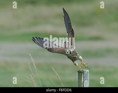 Selvatica comune; il Gheppio Falco tinnunculus; decollare da un palo da recinzione in Lancashire, Inghilterra, Regno Unito Foto Stock