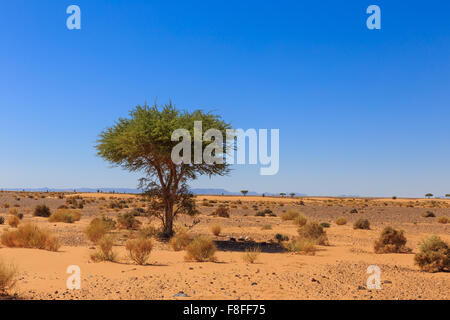 Acacia nel deserto del Sahara Foto Stock