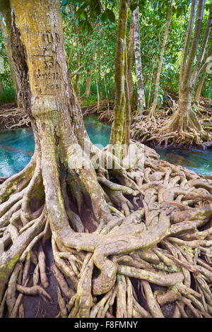 Thailandia - La foresta di mangrovie in Tha Pom Khlong Song Nam Parco Nazionale Foto Stock