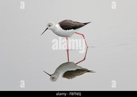 Black-winged Stilt alimentando in una coppa di sale in inverno in Portogallo Foto Stock