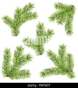 I pini di rami isolati su sfondo bianco Illustrazione Vettoriale