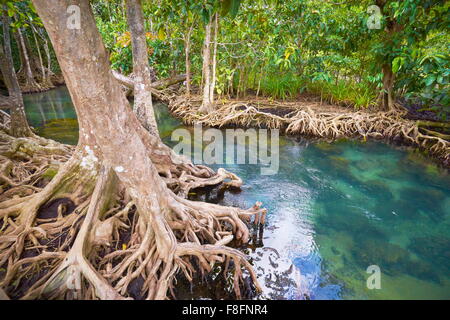 Thailandia - Provincia di Krabi, la foresta di mangrovie in Tha Pom Khlong Song Nam Parco Nazionale Foto Stock