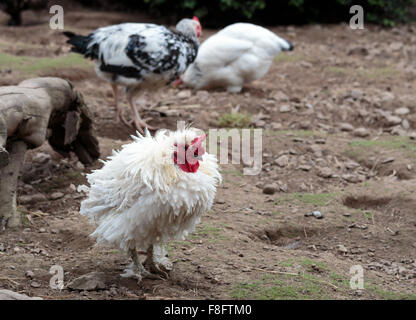 Singola razza Frizzle pollo bianco Foto Stock