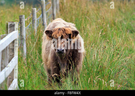 Giovani Highland mucca sorgeva dal recinto cercando nelle Highlands scozzesi Foto Stock