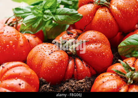 Appena raccolti tipo di pomodoro corleone per la salsa sul vecchio tavolo in legno e la massa Foto Stock