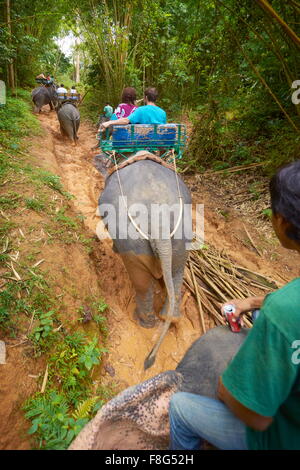 Thailandia - Khao Lak National Park, equitazione elefante nella foresta tropicale Foto Stock