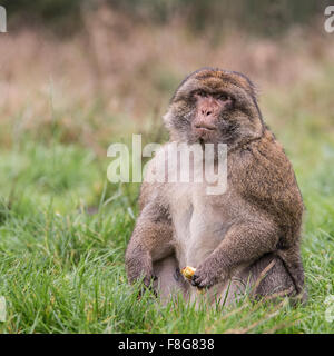 Barbary Macaque Macaca sylvanus Foto Stock