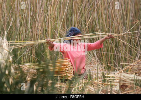 Donna in Ecuador raccolta totora, utilizzato per rendere le imbarcazioni (balsas) del fascio di pianta seccata canne. Foto Stock