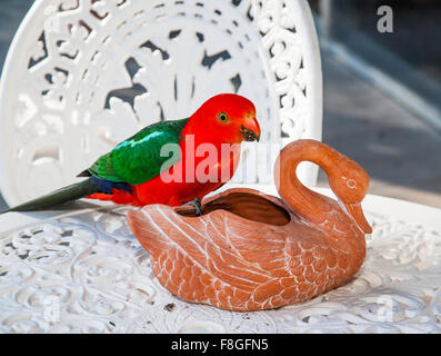 L'Australia, un australiano re Parrot incontra una ceramica swan Foto Stock