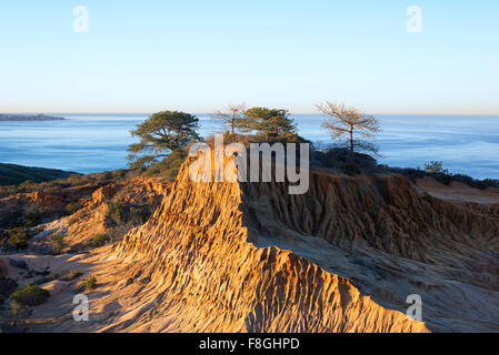 Hill, alberi, costiere, oceano. Broken Hill, Torrey Pines Riserva Naturale Statale, La Jolla, California, Stati Uniti d'America. Foto Stock