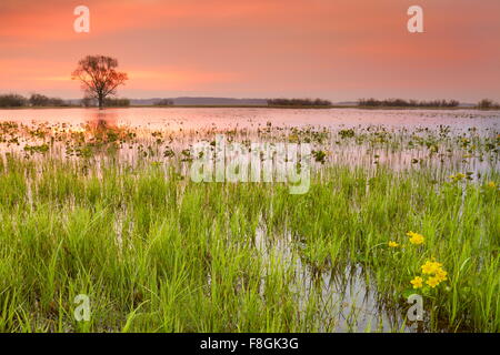 Sunrise paesaggio, Biebrza National Park, Polonia Foto Stock