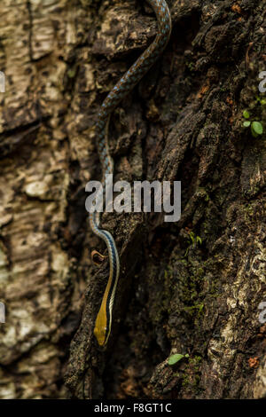 Dendrelaphis tristis è una lunga e sottile serpente con una testa appuntita ed un bronzo linea colorata in esecuzione sulla schiena. Foto Stock