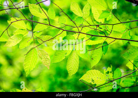 Close-up image of bright green leaves on a tree brunch in spring Foto Stock