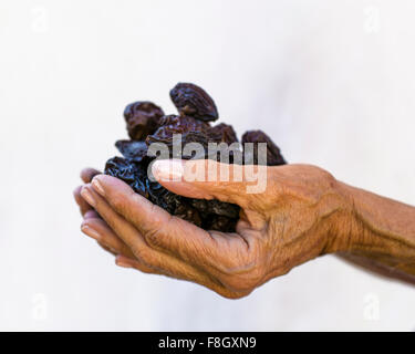 La donna caucasica tenendo le prugne Foto Stock