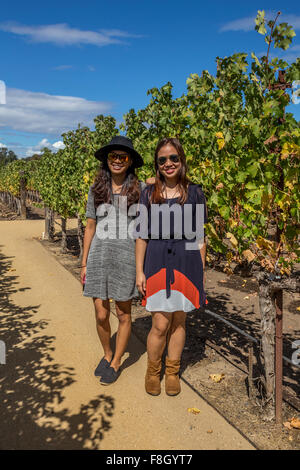 Persone, turisti, Vigna di uva, uva dei vigneti, vigneto, vigneti, Darioush Winery, Silverado Trail, la Valle di Napa NAPA County, California Foto Stock