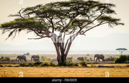 Gli elefanti sotto gli alberi nella savana paesaggio Foto Stock