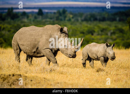 Rinoceronte e vitello a piedi nella savana paesaggio Foto Stock